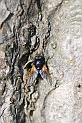 Mesembrina meridiana - A